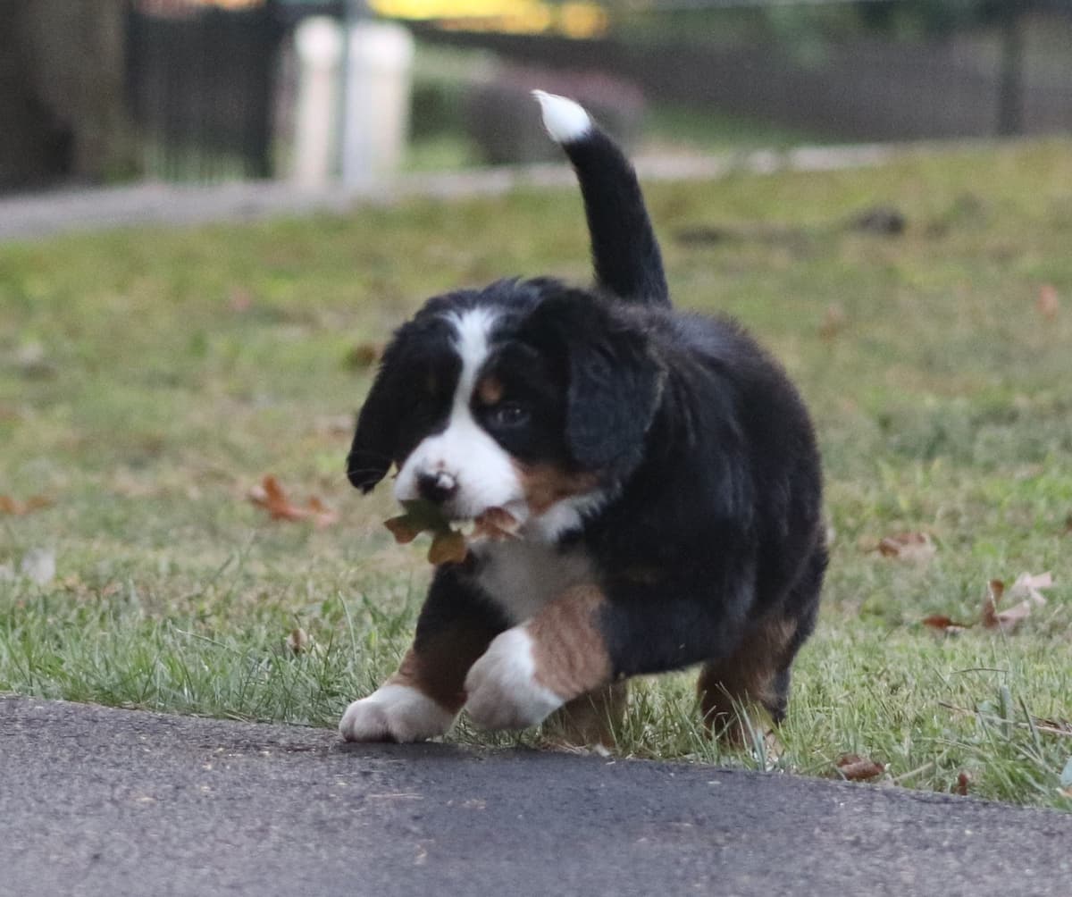 Bernese Mountain Dog Puppies breeder image 14