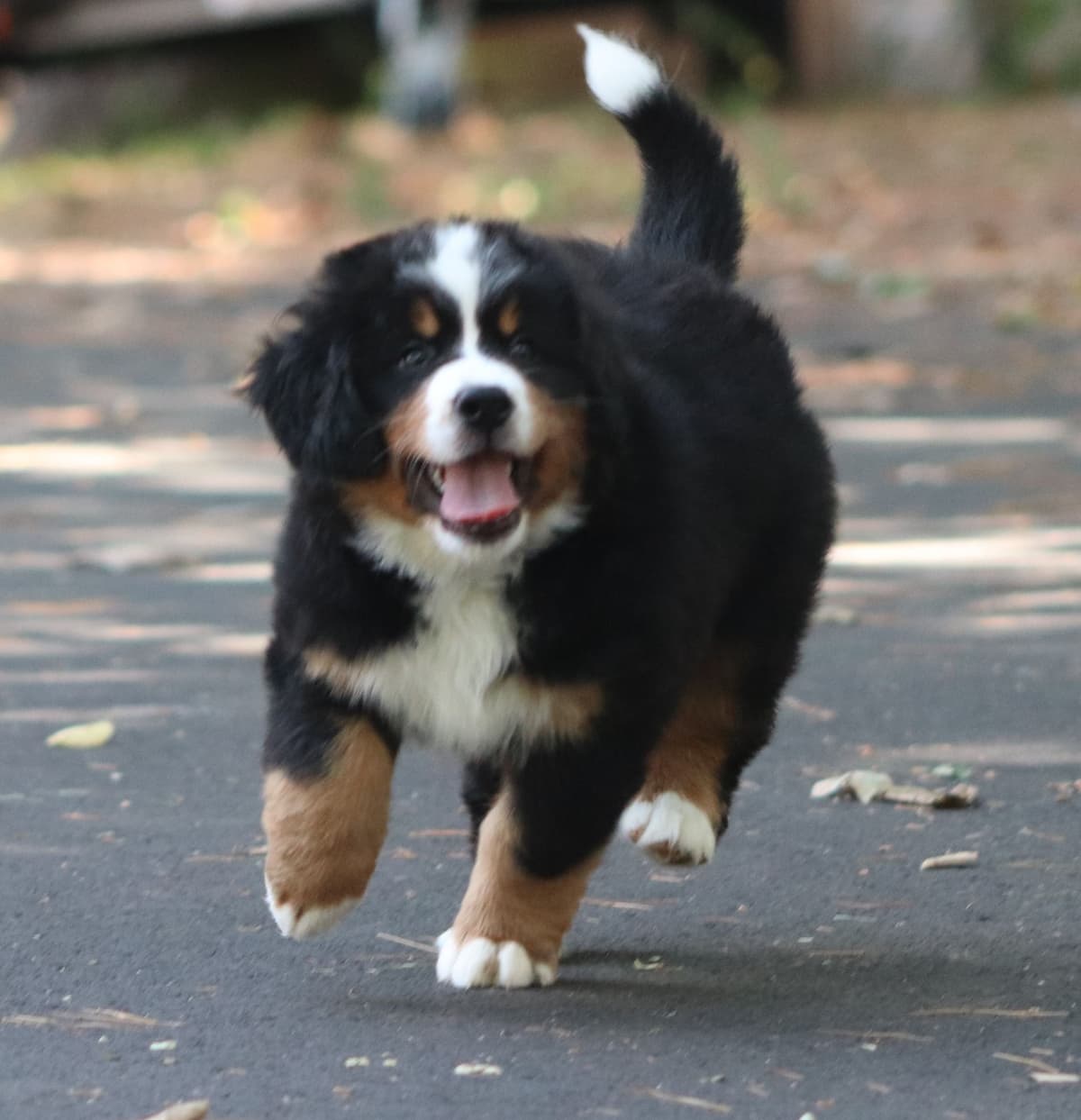Bernese Mountain Dog Puppies breeder image 12