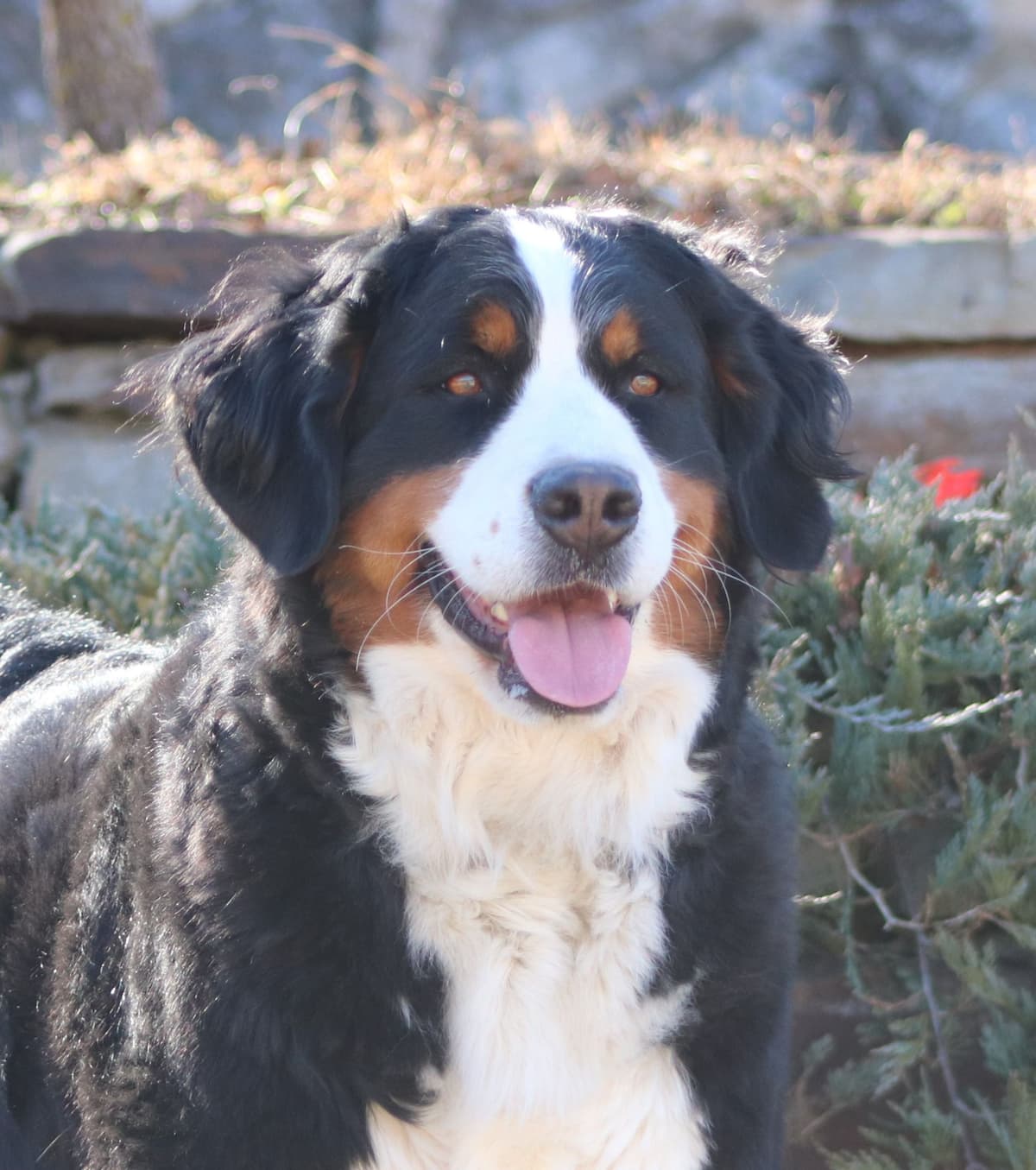 Bernese Mountain Dog Puppies breeder image 4