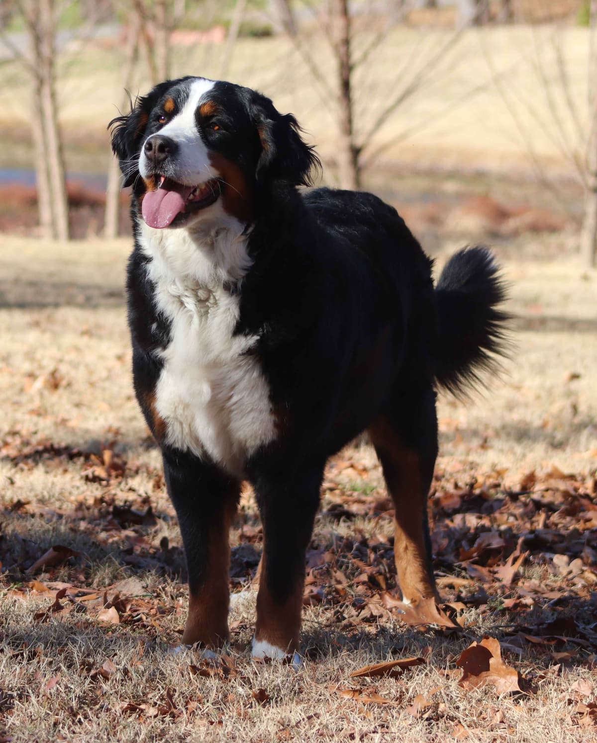 Bernese Mountain Dog Puppies breeder image 5