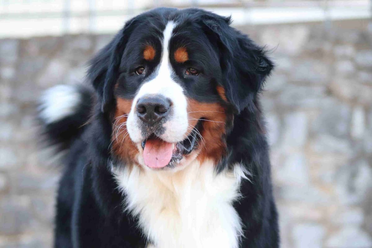 Bernese Mountain Dog Puppies breeder image 1