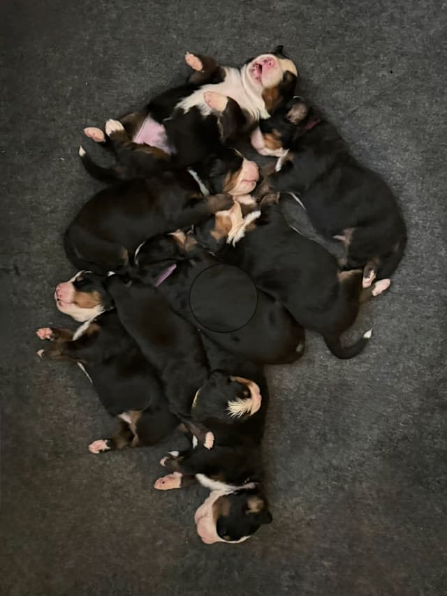 Bernese Mountain Dog Puppies media 13