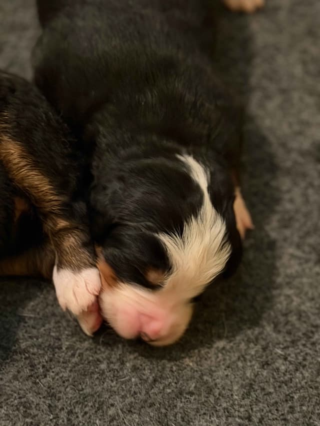 Bernese Mountain Dog Puppies media 15