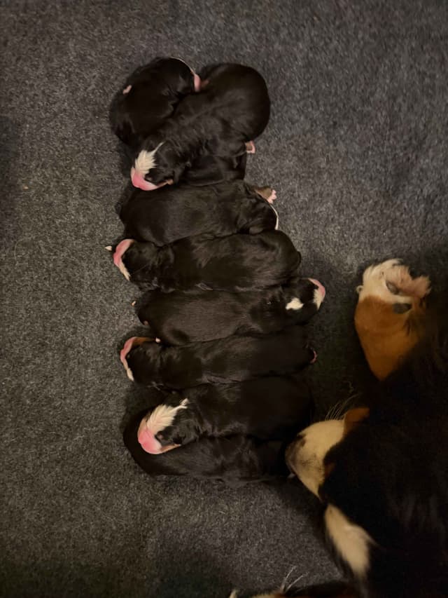 Bernese Mountain Dog Puppies media 16