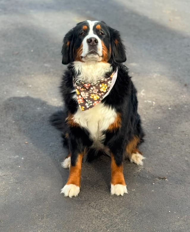 Bernese Mountain Dog Puppies media 10