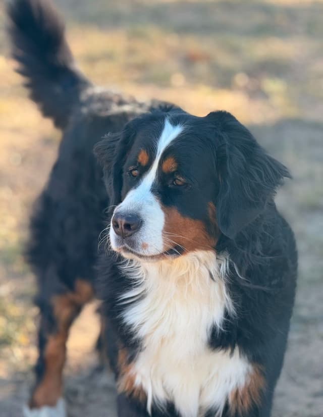 Bernese Mountain Dog Puppies media 11