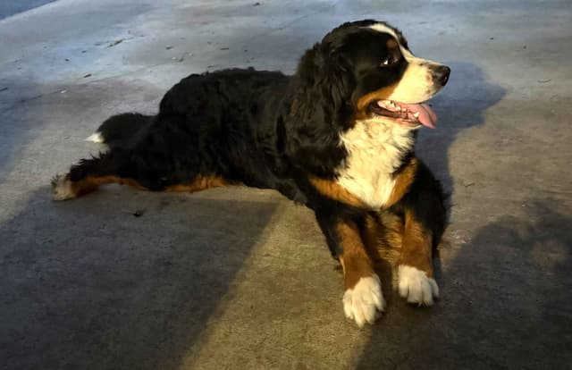 Bernese Mountain Dog Puppies media 12