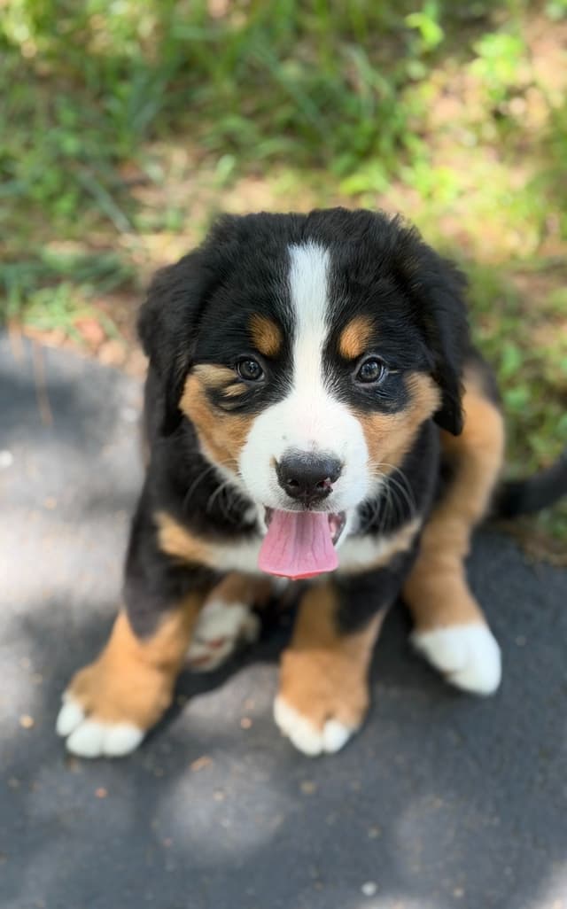 Bernese Mountain Dog Puppies media 3
