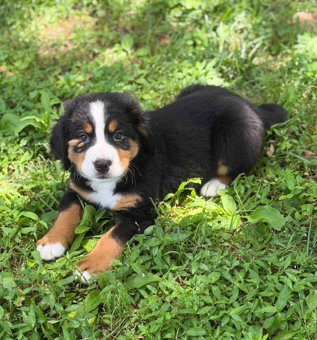 Bernese Mountain Dog Puppies media 4
