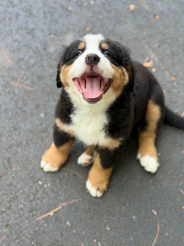 Bernese Mountain Dog Puppies media 6