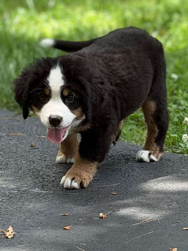 Bernese Mountain Dog Puppies media 5