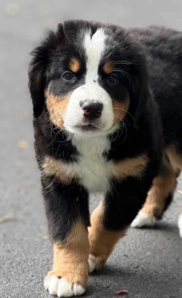 Bernese Mountain Dog Puppies media 7