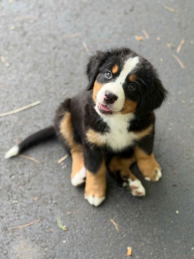 Bernese Mountain Dog Puppies media 8