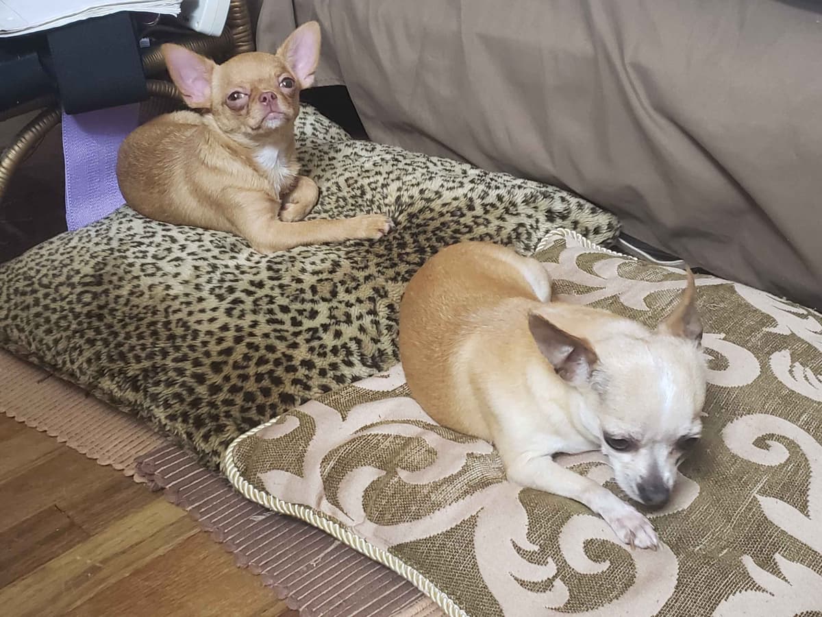 AKC Chihuahua Puppies | Small, Sweet, Well Raised breeder image 10