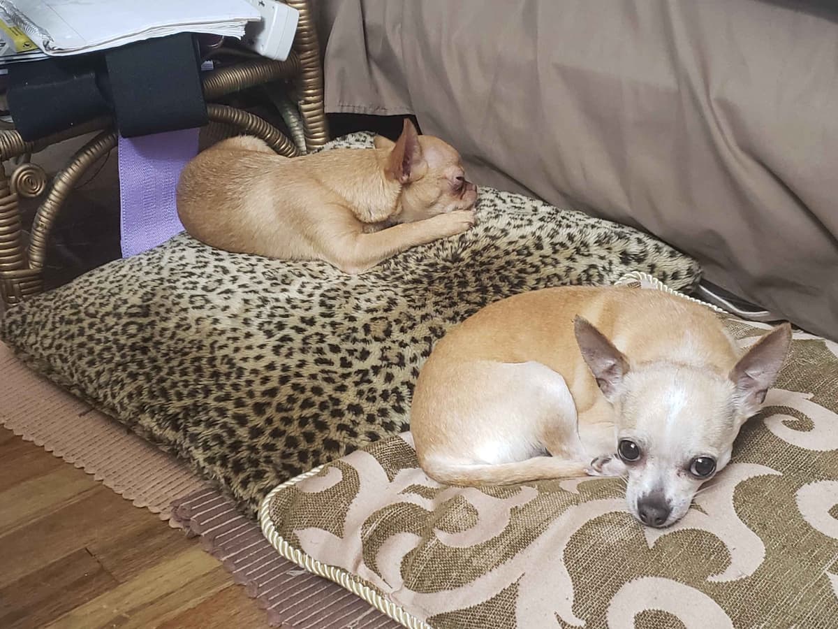 AKC Chihuahua Puppies | Small, Sweet, Well Raised breeder image 9