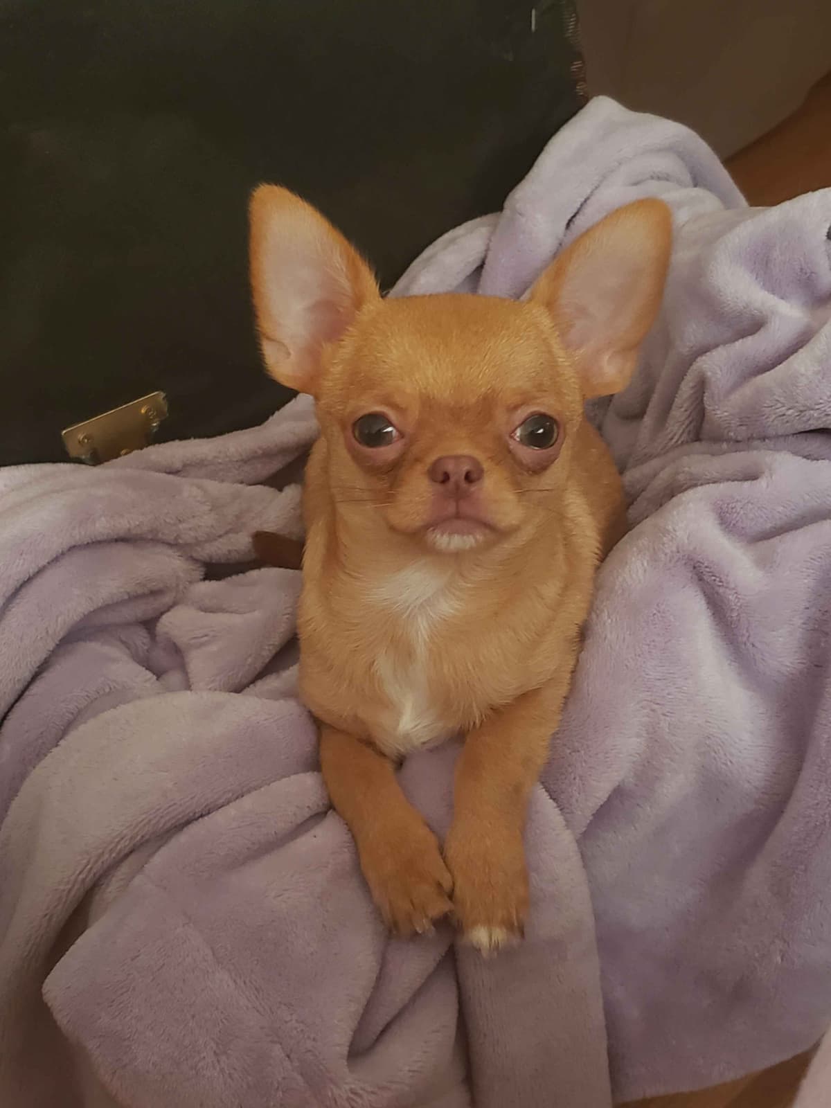 AKC Chihuahua Puppies | Small, Sweet, Well Raised breeder image 11