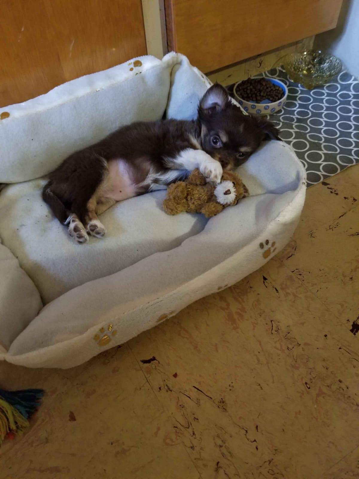 AKC Chihuahua Puppies | Small, Sweet, Well Raised breeder image 7