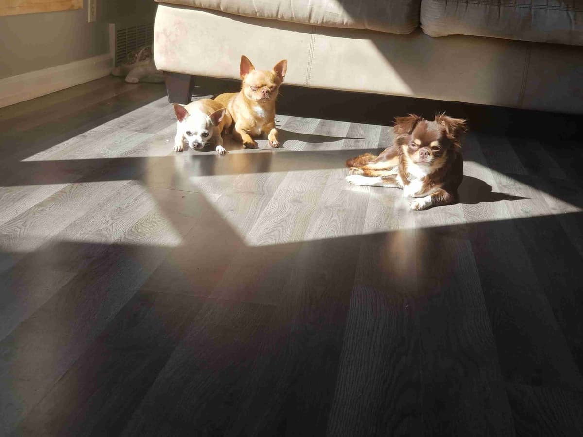 AKC Chihuahua Puppies | Small, Sweet, Well Raised breeder image 6