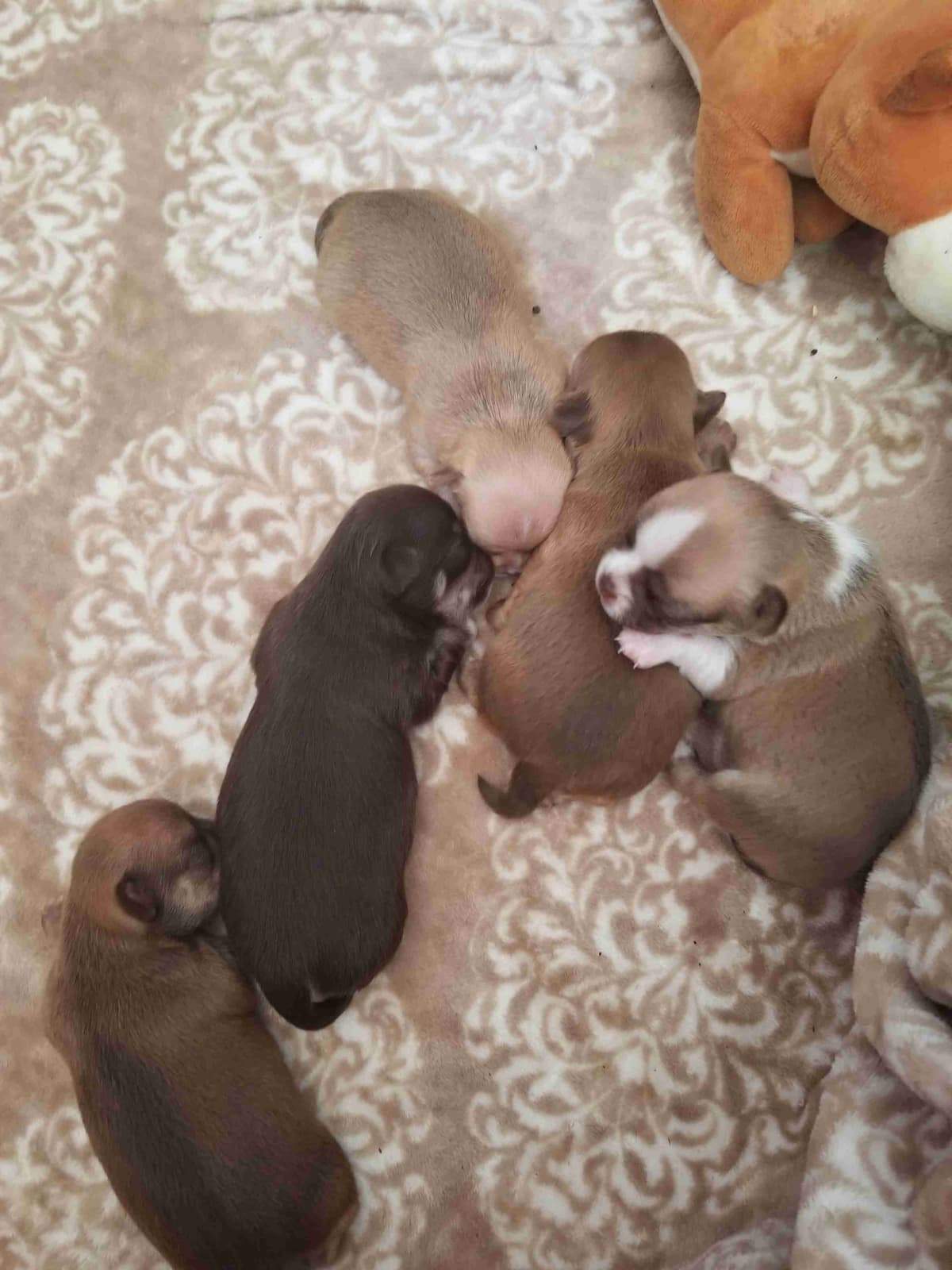 AKC Chihuahua Puppies | Small, Sweet, Well Raised breeder image 5