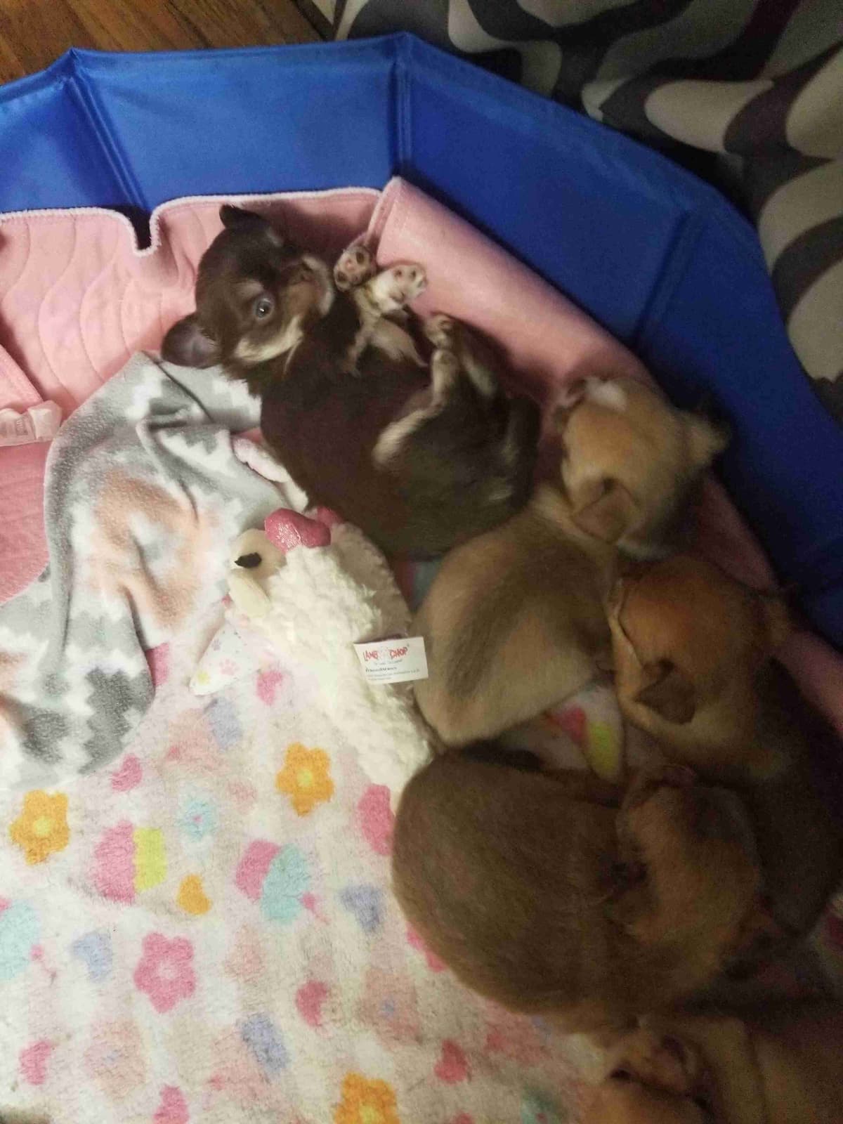 AKC Chihuahua Puppies | Small, Sweet, Well Raised breeder image 3