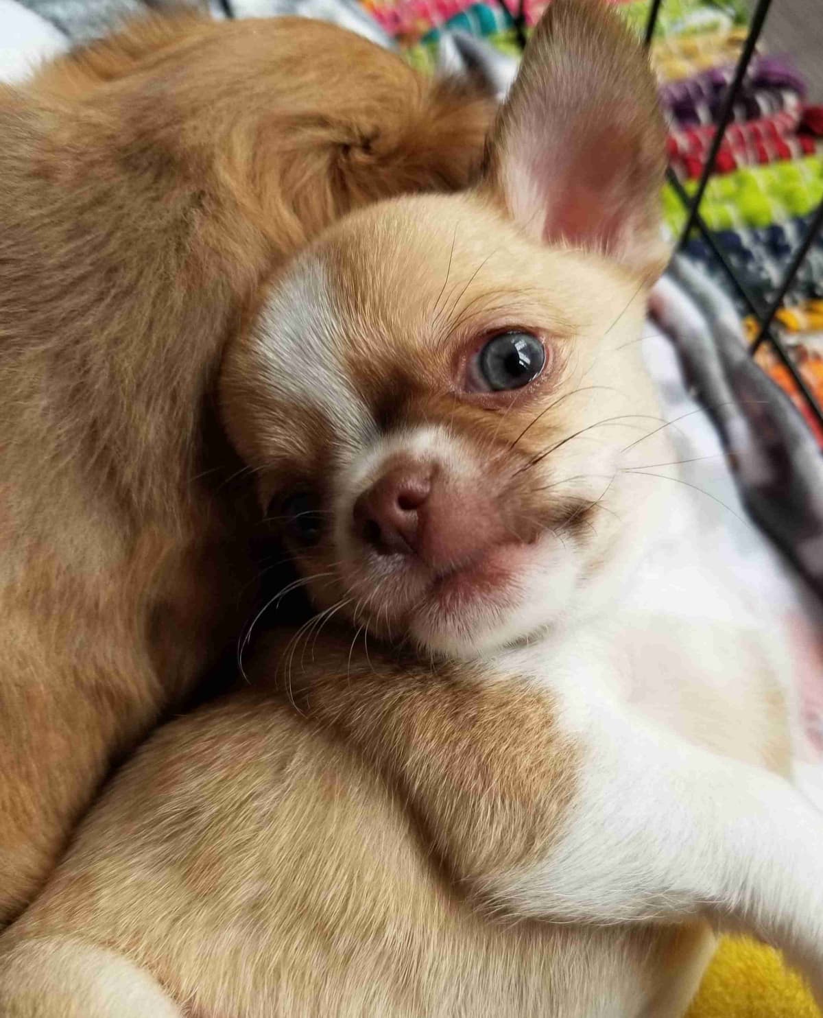 AKC Chihuahua Puppies | Small, Sweet, Well Raised breeder image 4