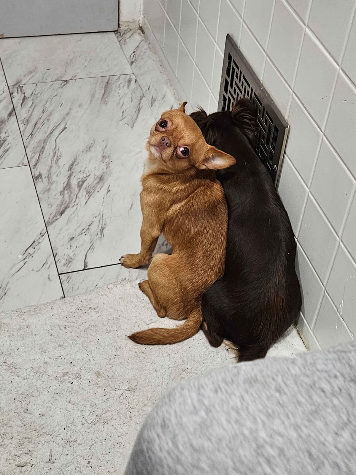 AKC Chihuahua Puppies | Small, Sweet, Well Raised breeder image 2