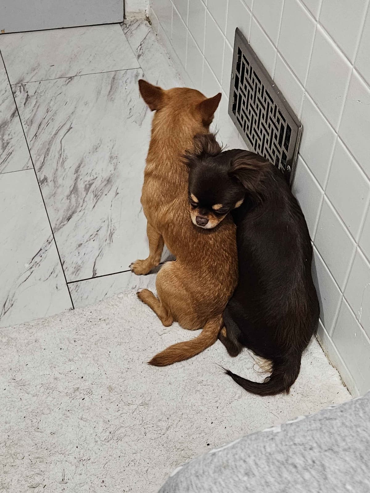 AKC Chihuahua Puppies | Small, Sweet, Well Raised breeder image 1