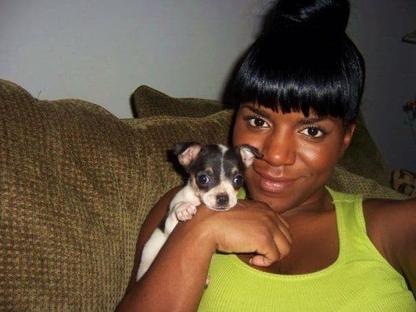AKC Chihuahua Puppies | Small, Sweet, Well Raised breeder image 15