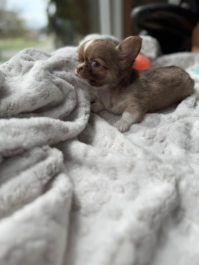AKC Chihuahua Puppies | Small, Sweet, Well Raised media 2