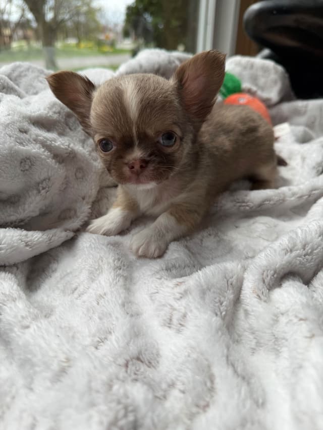 AKC Chihuahua Puppies | Small, Sweet, Well Raised media 3