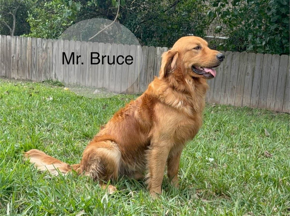 Golden Retriever Puppies breeder image 1