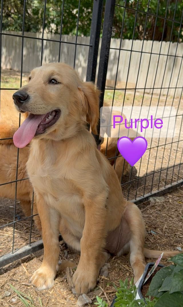 Golden Retriever Puppies media 2