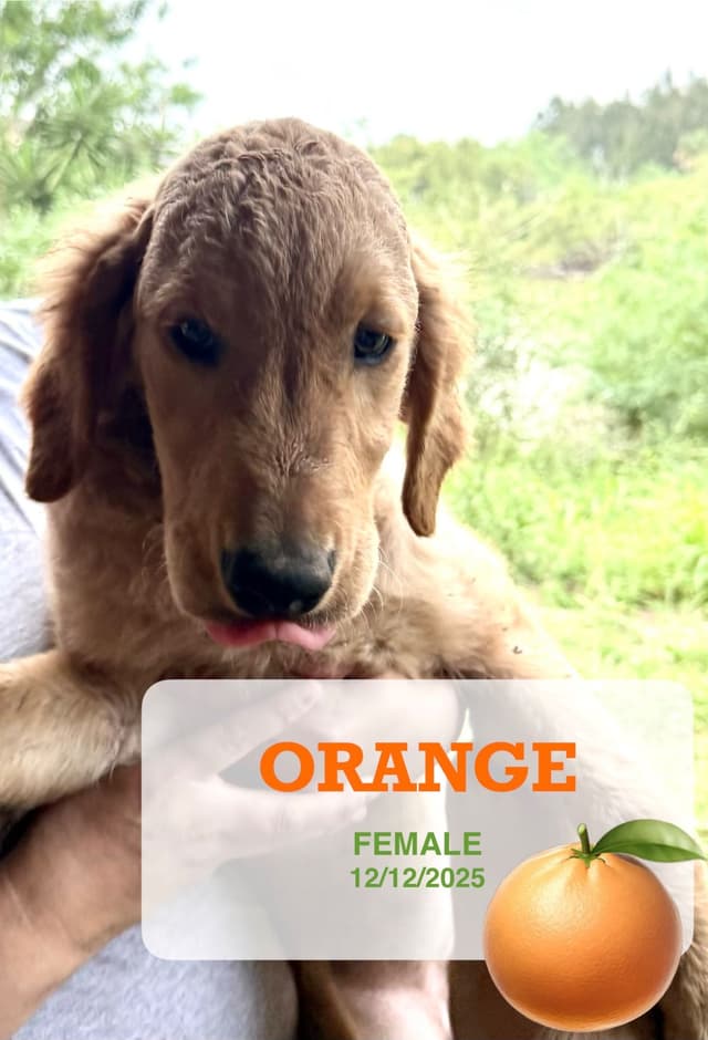 Golden Retriever Puppies media 3
