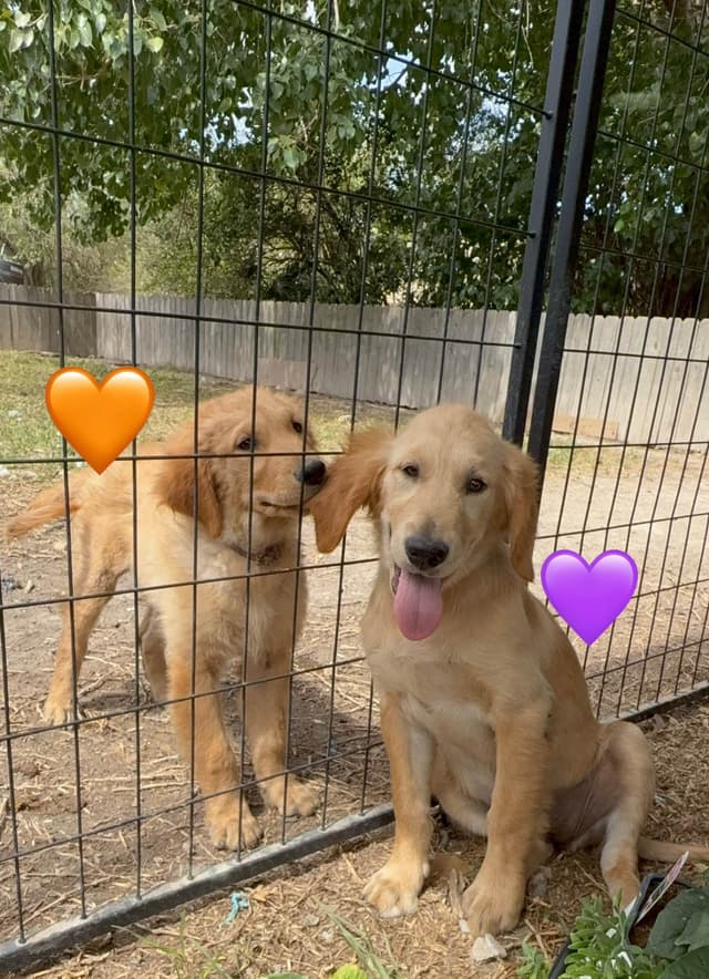 Golden Retriever Puppies media 4