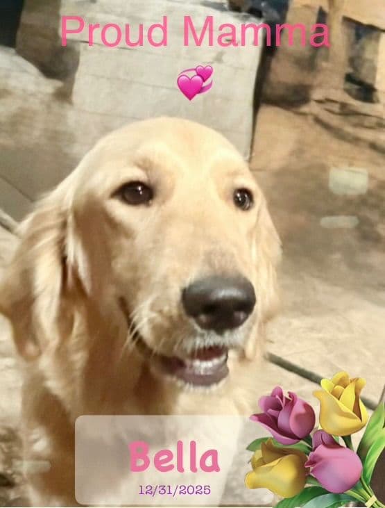 Golden Retriever Puppies media 5