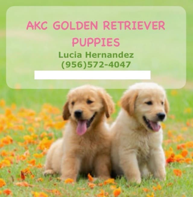 Golden Retriever Puppies media 7