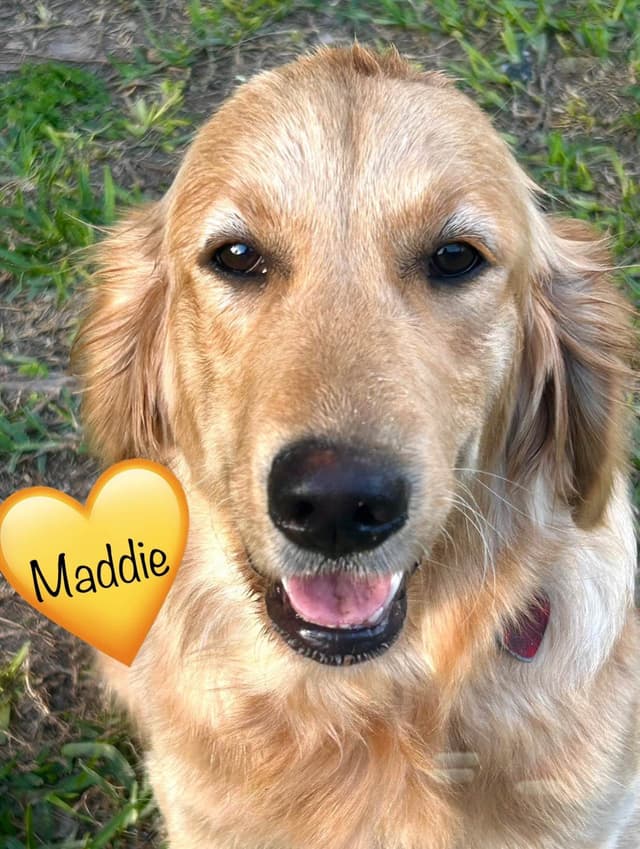 Golden Retriever Puppies media 2