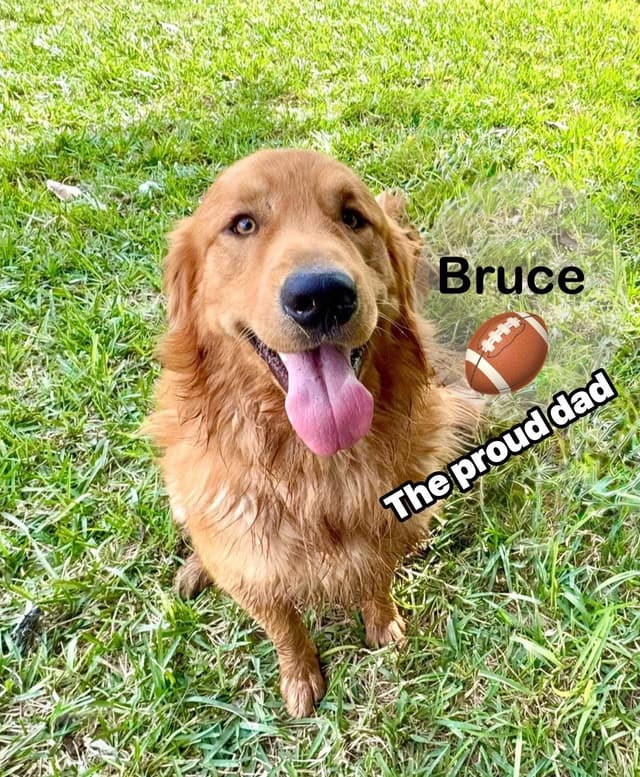 Golden Retriever Puppies media 3