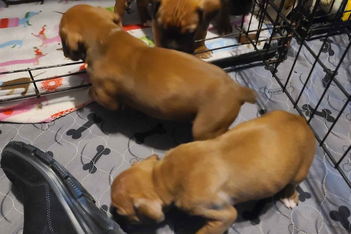 All puppies are spoken for please check back for next litter breeder image 3