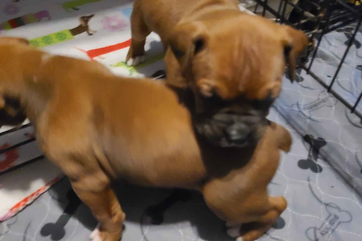 All puppies are spoken for please check back for next litter breeder image 4