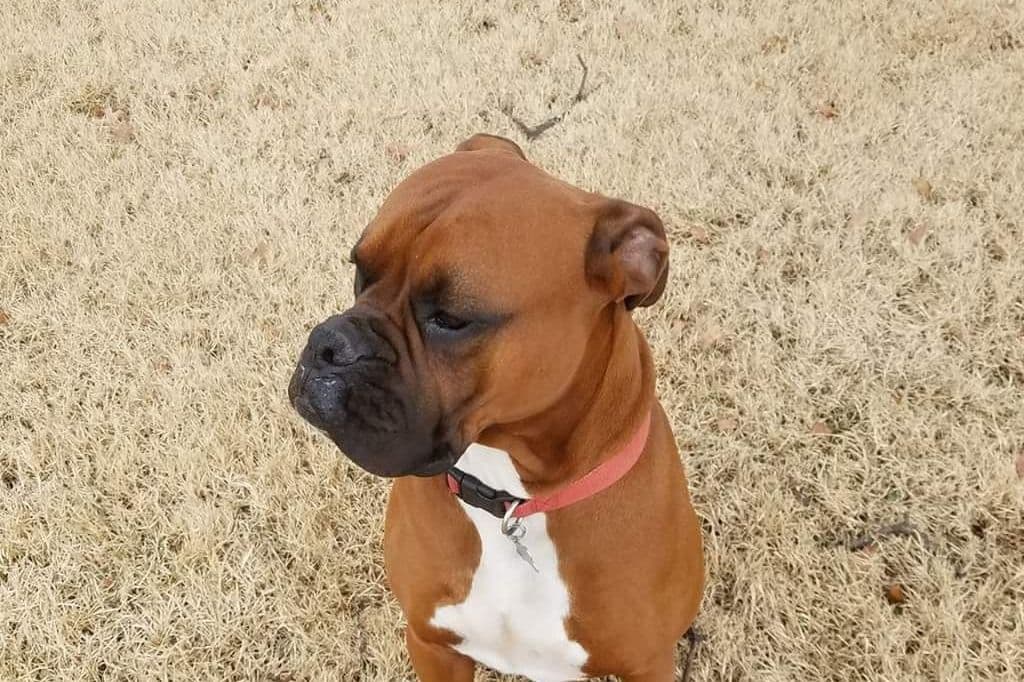 All puppies are spoken for please check back for next litter breeder image 5