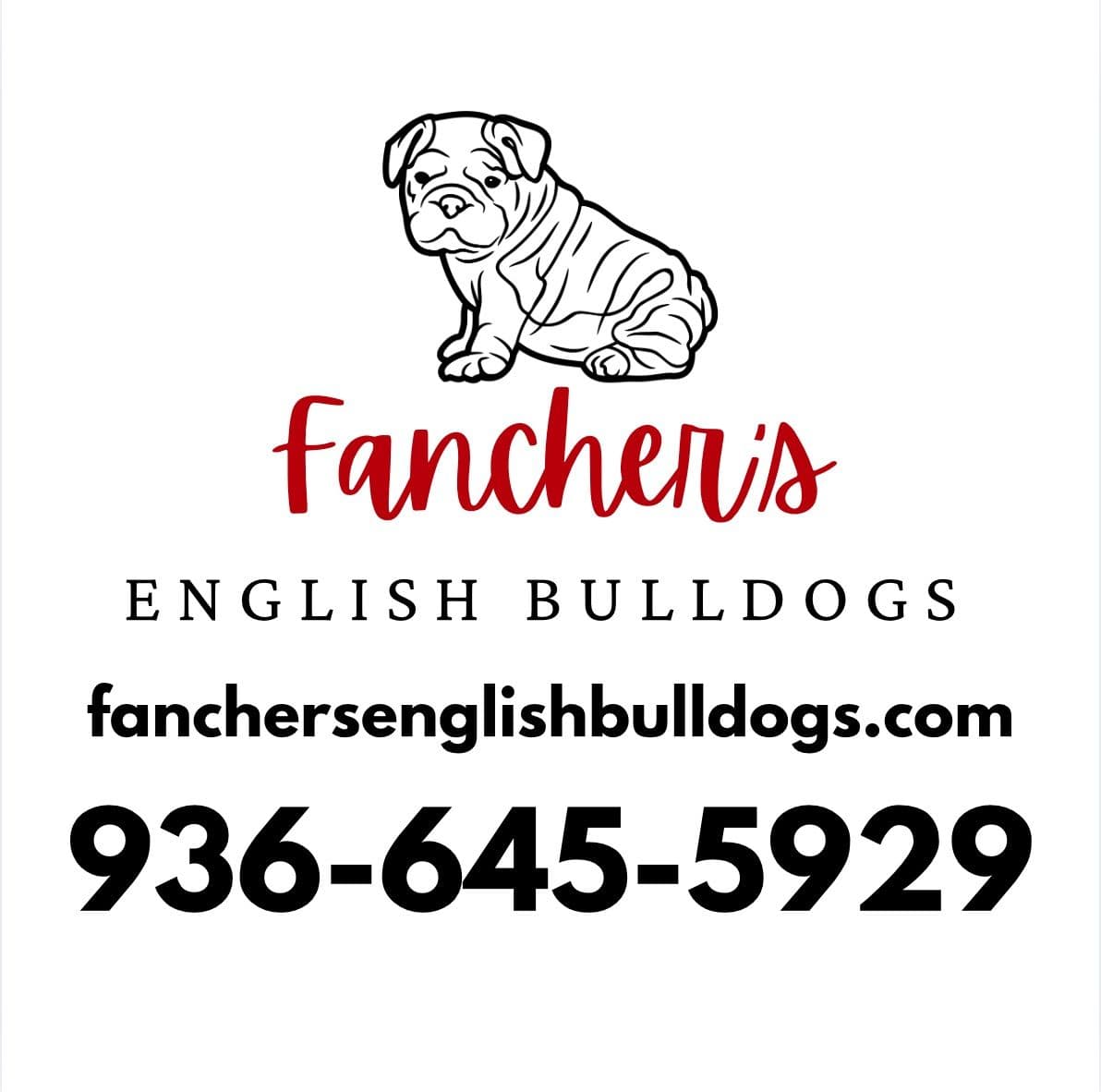 Bulldog Puppies breeder image 1