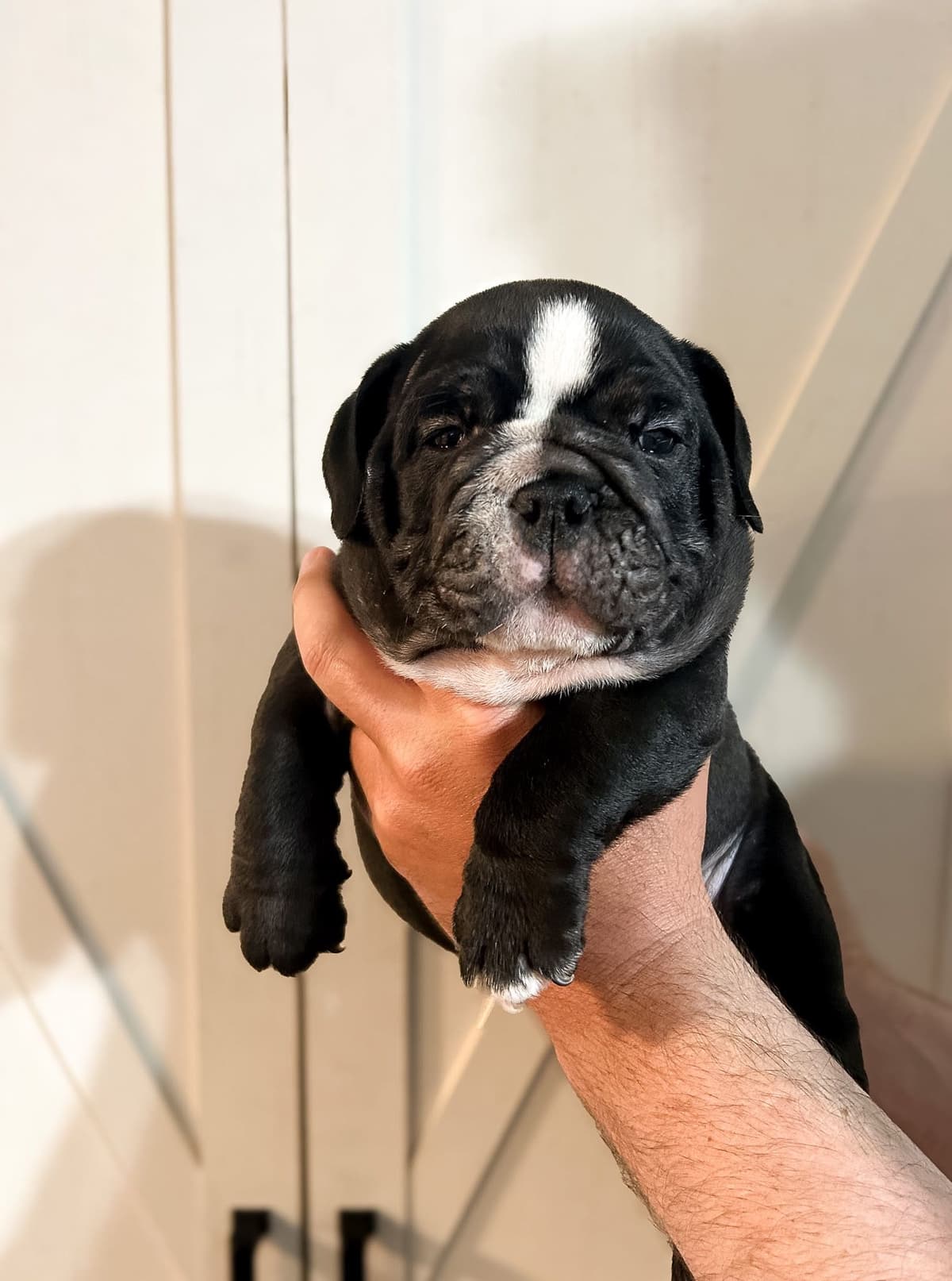 Bulldog Puppies breeder image 2
