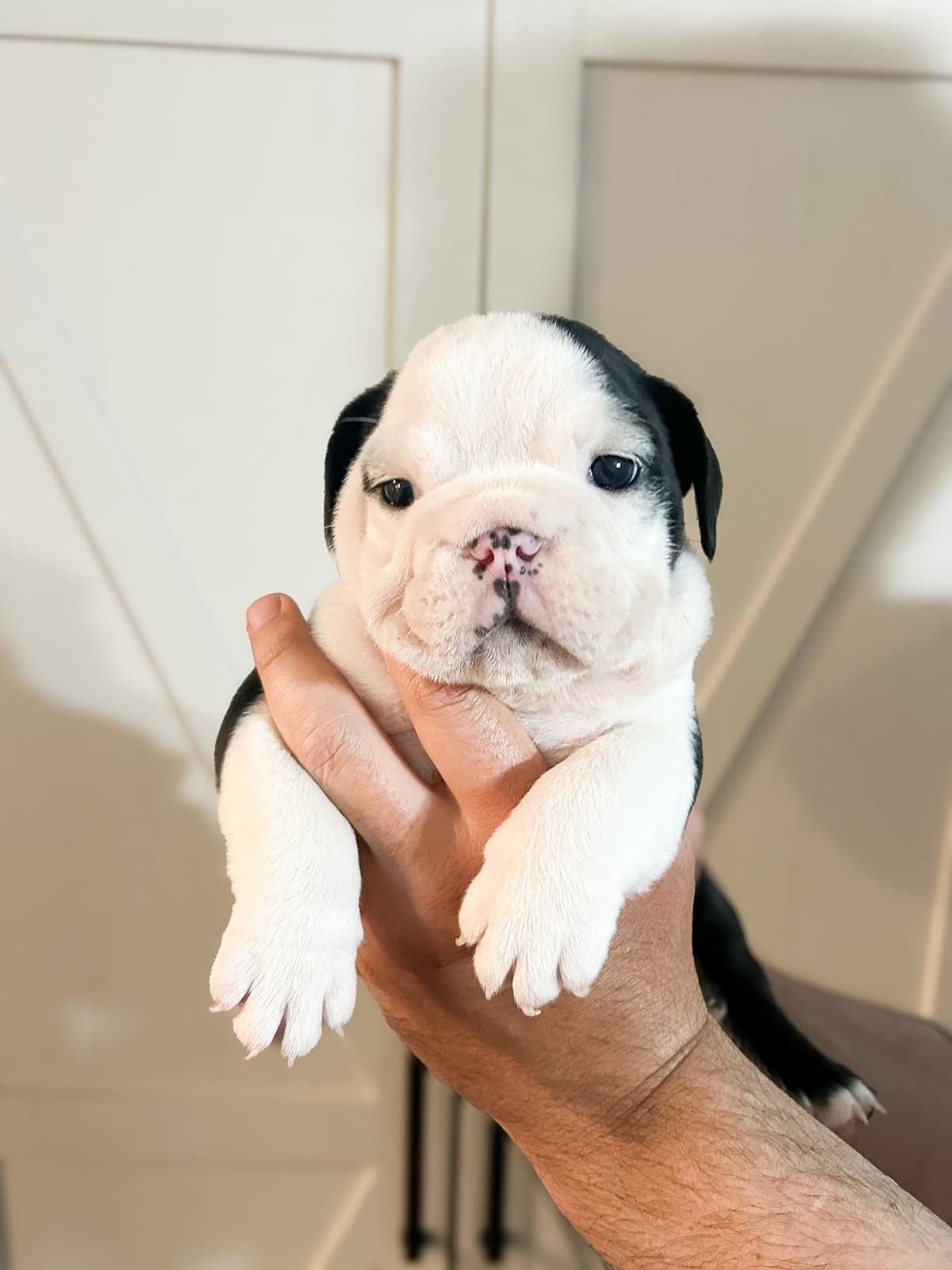 Bulldog Puppies breeder image 7