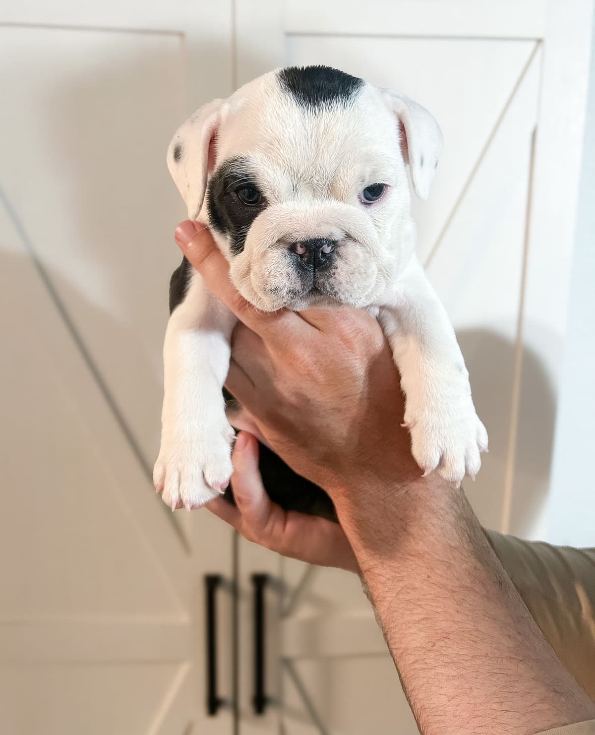 Bulldog Puppies breeder image 8