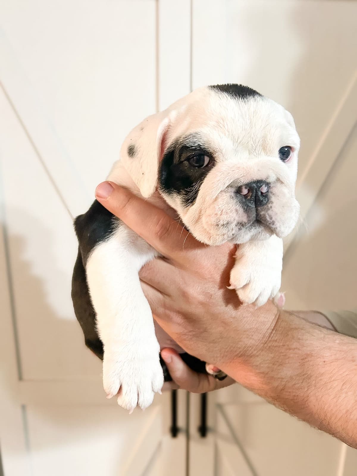 Bulldog Puppies breeder image 9