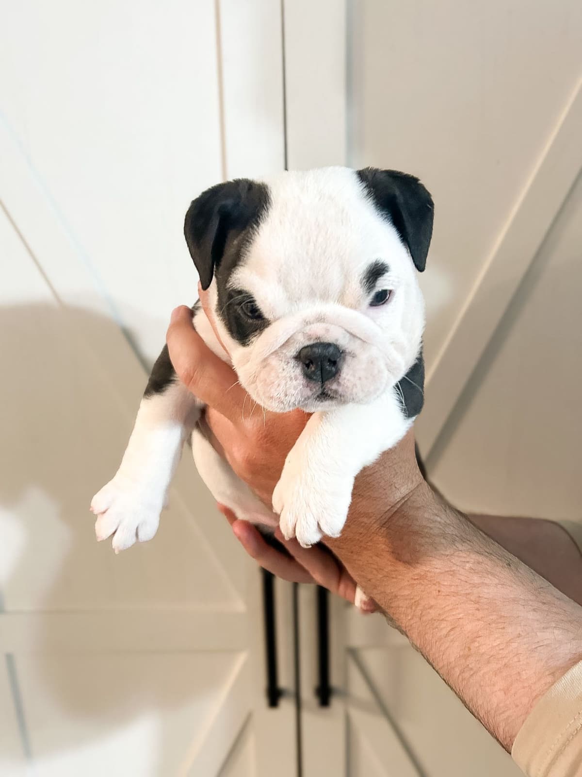 Bulldog Puppies breeder image 10