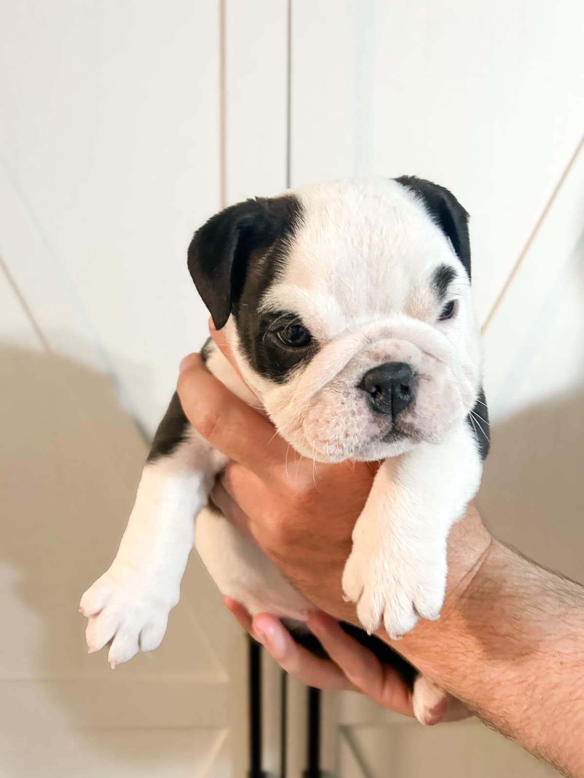 Bulldog Puppies breeder image 11