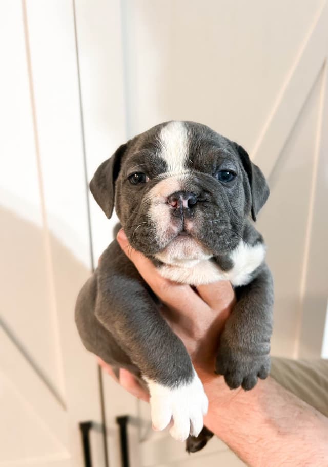 Bulldog Puppies media 3