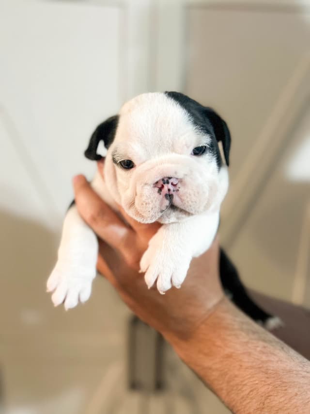 Bulldog Puppies media 4